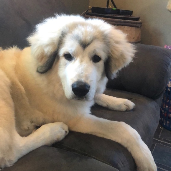 Meet your Posher, Kayla - Picture 1 of 1